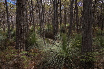 Forest at Stringybark Loop Walk in Deep Creek National Park, South Australia, Australia
