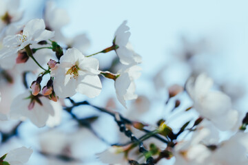 2025年の有栖川宮記念公園に咲く桜の花