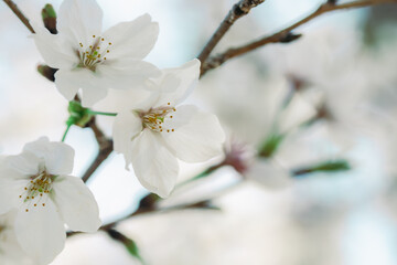 2025年の有栖川宮記念公園に咲く桜の花