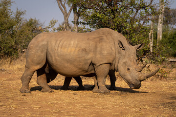 Fototapeta premium White rhino stands with calf hiding behind