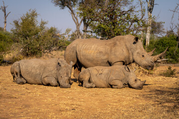 Fototapeta premium White rhino stands with others lying down