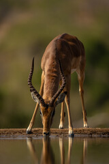 Young male impala stands by waterhole drinking