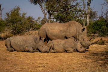 White rhino stands while others lie sleeping