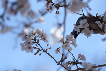 2025年の有栖川宮記念公園に咲く桜の花