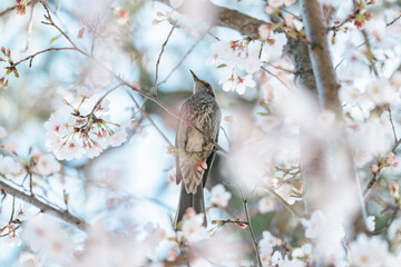 2025年の有栖川宮記念公園に咲く桜の花