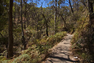 Obraz premium Hiking track in Waterfall Gully in Adelaide Hills at Adelaide, South Australia, Australia 