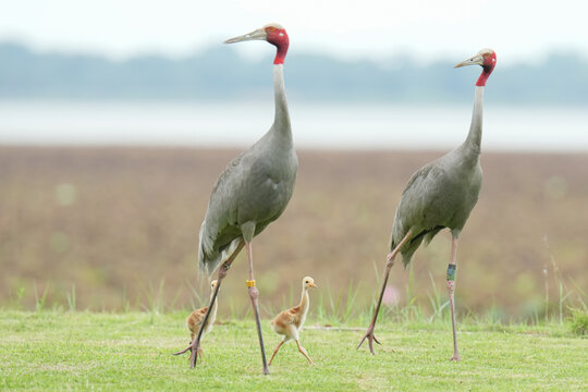 The Eastern Sarus Crane is a free-ranging and protected species by local people.