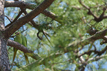 2025年の有栖川宮記念公園に咲く桜の花