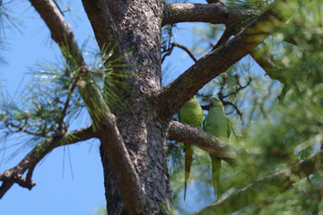 2025年の有栖川宮記念公園に咲く桜の花