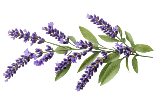 High-Quality Photo on transparent background
