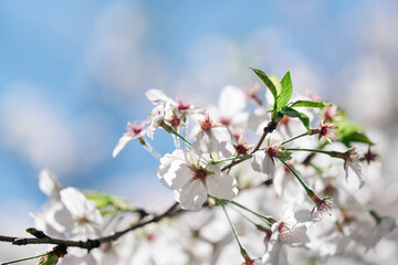 2025年の有栖川宮記念公園に咲く桜の花