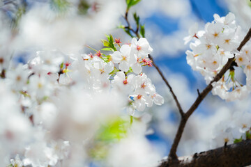 Obraz premium 2025年の有栖川宮記念公園に咲く桜の花