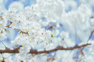 2025年の有栖川宮記念公園に咲く桜の花