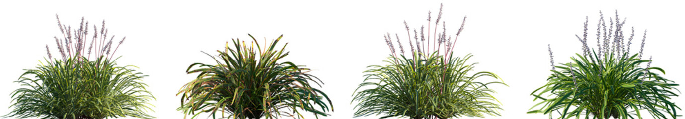 Set of Liriope muscari and Liriope muscari Variegata frontal isolated png on a transparent background perfectly cutout high resolution
