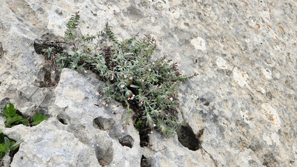 At an elevation of 400 meters in Tarsus, Mersin, this blooming Alkanna resembles Corfu's Alkanet (Alkanna corcyrensis) so closely