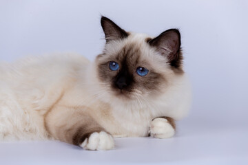 Sacred Birman Cat, birma on a white background
