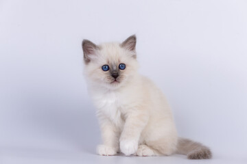 Sacred Birman Cat, birma kitten on a white background