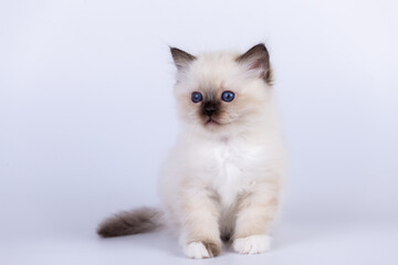 Sacred Birman Cat, birma kitten on a white background