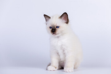 Sacred Birman Cat, birma kitten on a white background