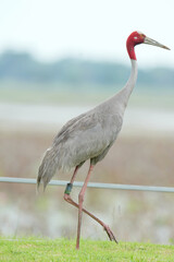 Fototapeta premium The Eastern Sarus Crane is a free-ranging and protected species by local people.