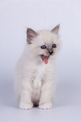 Sacred Birman Cat, birma kitten on a white background