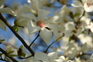 white magnolia flower