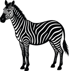 zebra vector illustration