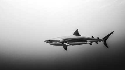 Majestic great white shark swimming gracefully in the deep ocean in monochrome black and white style underwater wildlife photography
