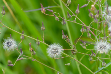 緑に映える綿毛とつぼみ