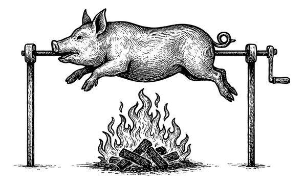 Pig roasting on a spit over a wood fire in black and white engraving style illustration