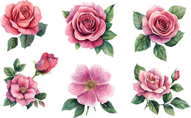 Beautiful Watercolor Pink Rose Clipart