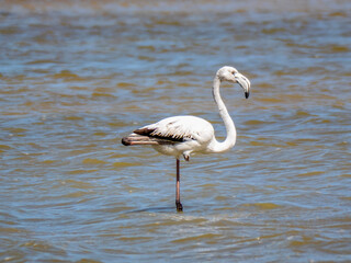 An old, white pink flamingo (Phoenicopterus) standing on one leg at Plage Flamingo Beach near Houmt Souk.