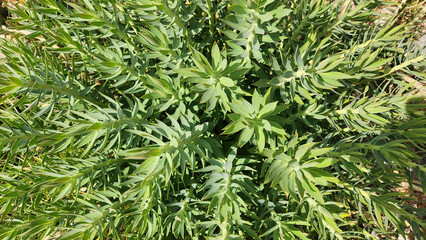 Though there may not be poems or songs for them, the Upright Myrtle Spurge (Euphorbia rigida) is...
