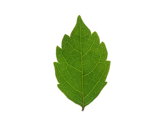 High-resolution image of Green leaf, isolated on a pure white background.  Reduce CO2 emission concept.Clean and friendly environment without carbon dioxide emissions.With clipping path.