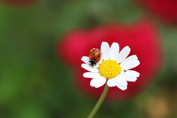 close up of seven spotted ladybug