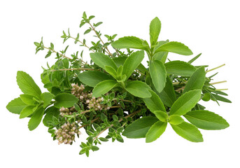 Close up of fresh herbs including thyme and stevia plant arrangement on transparent background