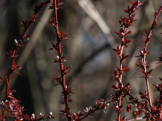 Close-Up of Red Thorny Branches Against a Blurred Natural Background