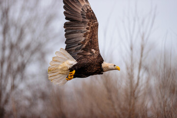 Bald Eagle release by REGI - Raptor Education Group, Inc, of Antigo, Wisconsin, released along the Wisconsin River at Prairie du Sac, February 1, 2025