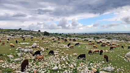 Which animal could be better adapted than a goat to the hot and dry summer climate on the rocky and...