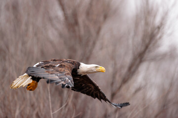 Bald Eagle release by REGI - Raptor Education Group, Inc, of Antigo, Wisconsin, released along the Wisconsin River at Prairie du Sac, February 2, 2025
