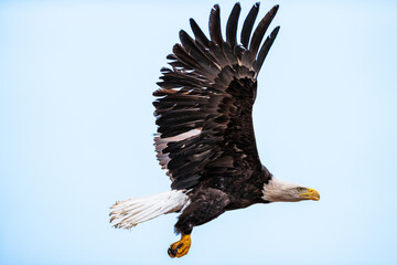 Bald Eagle release by REGI - Raptor Education Group, Inc, of Antigo, Wisconsin, released along the Wisconsin River at Prairie du Sac, February 2, 2025