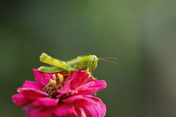 green grasshopper on pink flower
