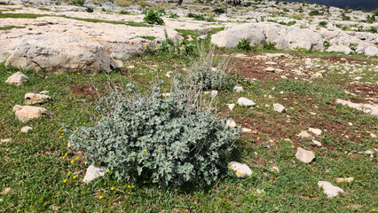 Horehound (Marrubium vulgare), a resilient herb thriving on rocky terrains, stands out for its...