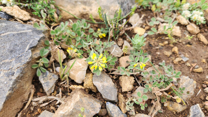 In April, among the shrublands of the Taurus Mountains, Medicago monspeliaca (Hairy Medick) awakens, its tender blooms weaving life into the vibrant spring landscape.