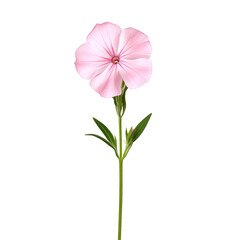 Fototapeta premium beautiful phlox flower with vibrant pink petals stands tall against transparency background, showcasing its delicate beauty