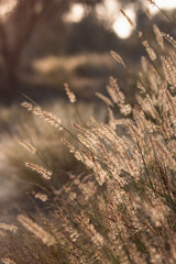 Fototapeta premium Sunset, reed tassel, pampas grass shine on a sunset or sunrise, closeup, copyspace