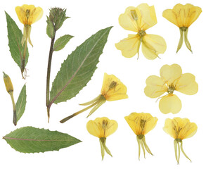 Digital herbarium, scrapbooking. Set set of pressed yellow oenothera biennis flowers and leaves. Herbarium. Digital floristry. Flowers, leaves of evening primrose, isolated on white background.
