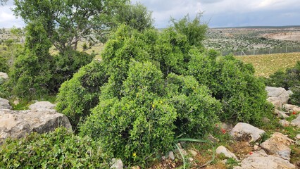 Phillyrea latifolia (Broad-leaved Phillyrea), flourishing in Mediterranean maquis, enhances spring landscapes with its lush greenery, seamlessly blending into the region&rsquo;s natural beauty.