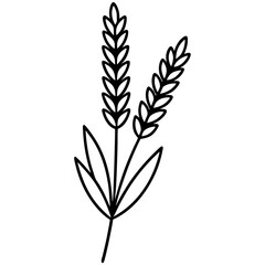 Fototapeta premium wheat ears isolated on white