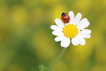 Obraz premium close up of seven spotted ladybug